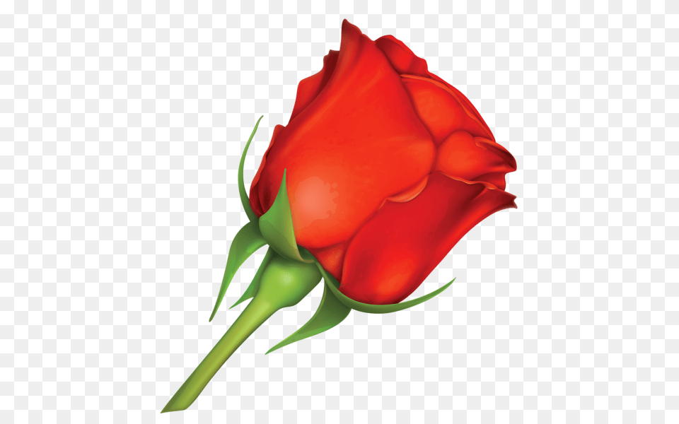 Rose, Flower, Plant Free Transparent Png