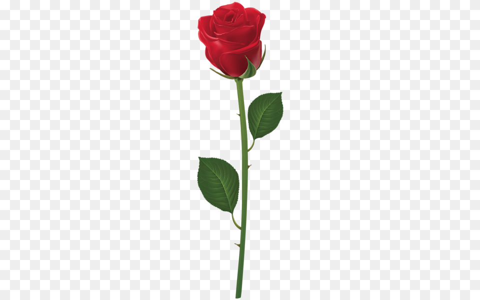 Rose, Flower, Plant Png