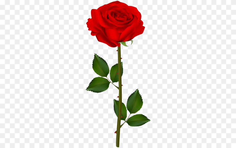 Rose, Flower, Plant Free Png Download