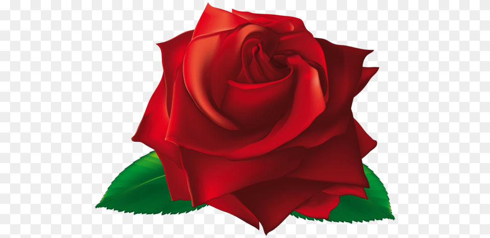 Rose, Flower, Plant Free Transparent Png