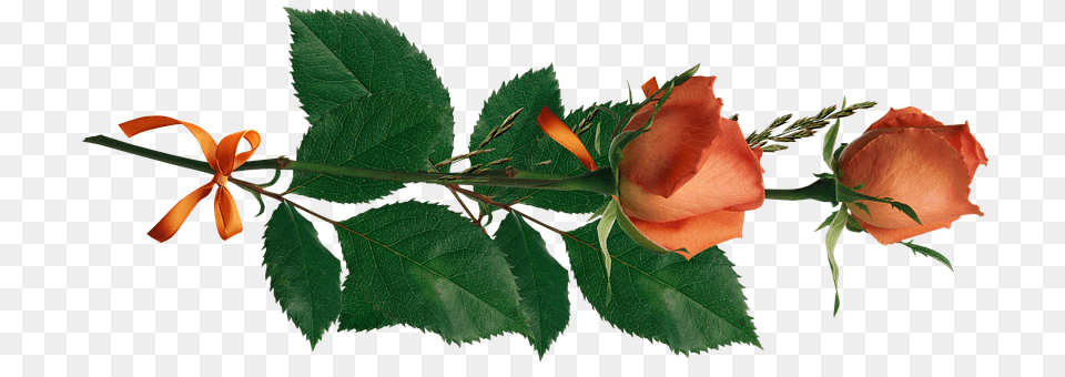 Rose Bud, Flower, Plant, Sprout Png Image