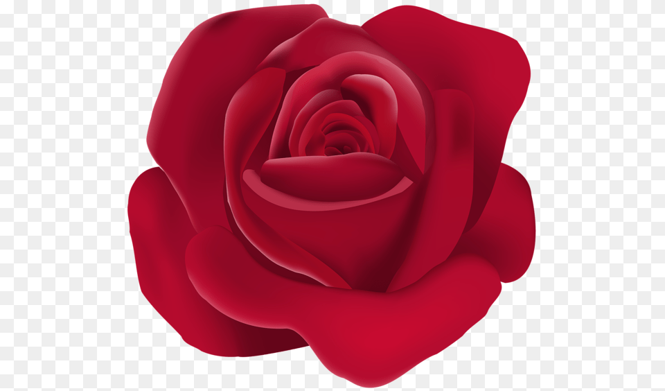 Rose, Flower, Petal, Plant Png Image