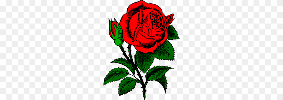 Rose Flower, Plant, Person Free Transparent Png