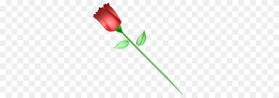Rose Flower, Plant, Petal, Tulip Free Png Download