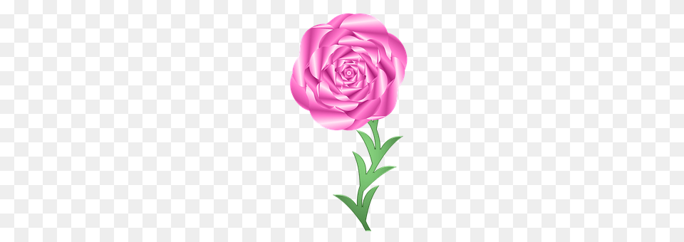 Rose Flower, Plant, Carnation, Clothing Free Png