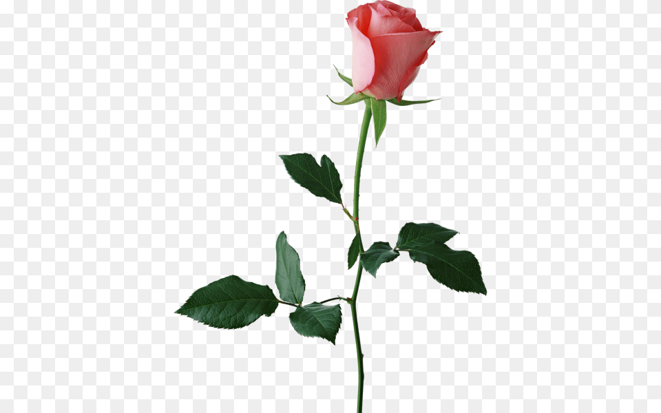 Rose, Flower, Plant Free Transparent Png