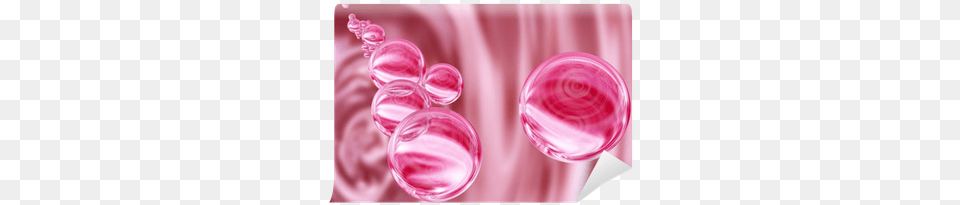 Rose, Droplet, Accessories Free Transparent Png