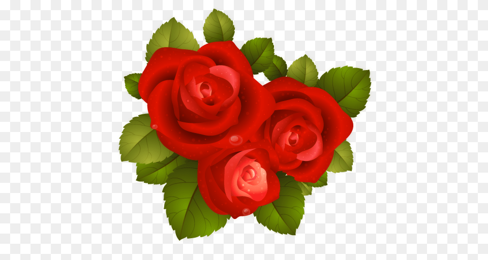 Rose, Flower, Plant Free Transparent Png