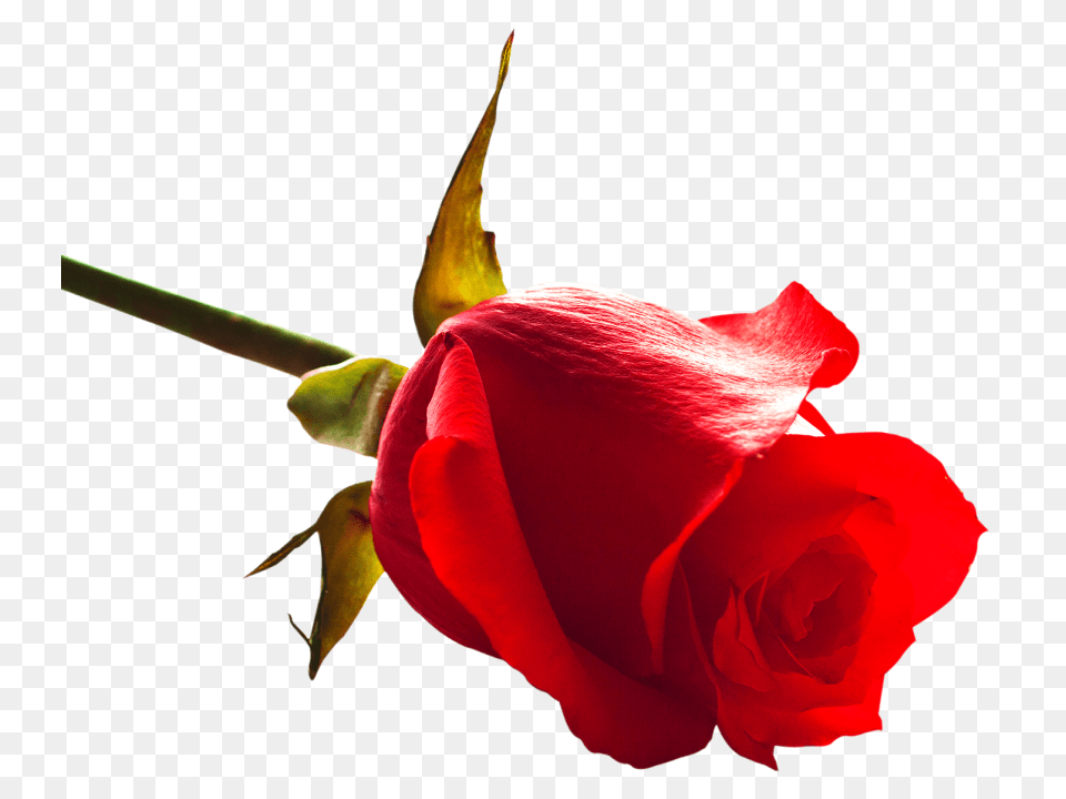 Rose, Flower, Plant, Petal Png