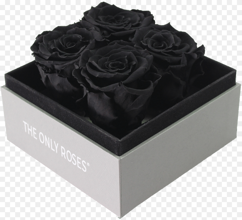 Rose, Flower, Plant, Box, Pottery Png Image