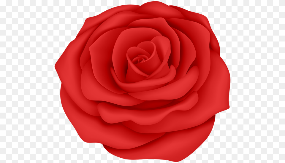 Rose, Flower, Plant, Petal Png