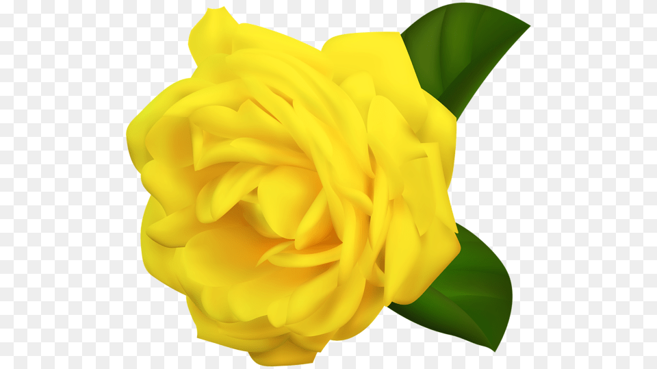 Rose, Flower, Petal, Plant Free Transparent Png