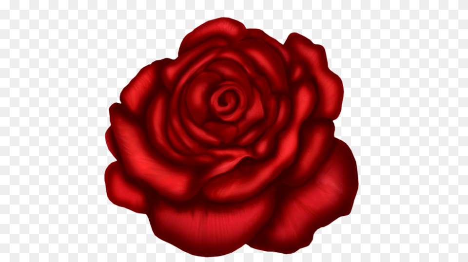 Rose, Flower, Plant, Petal, Carnation Free Png Download