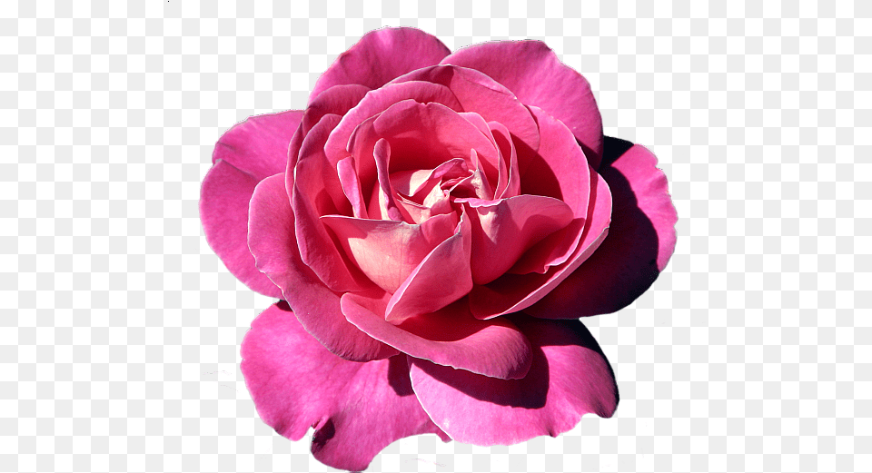 Rose, Flower, Plant, Petal Free Transparent Png