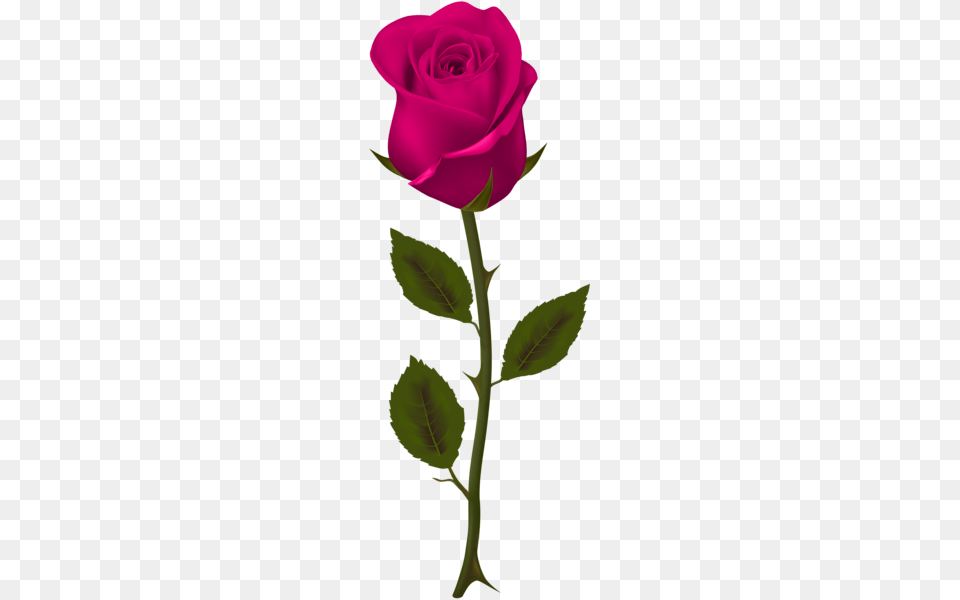 Rose, Flower, Plant Free Png