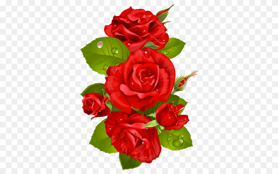 Rose, Flower, Plant, Flower Arrangement, Flower Bouquet Free Png Download