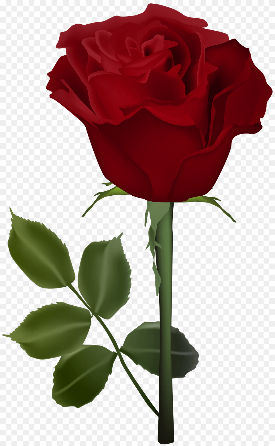 Rose, Flower, Plant Free Png