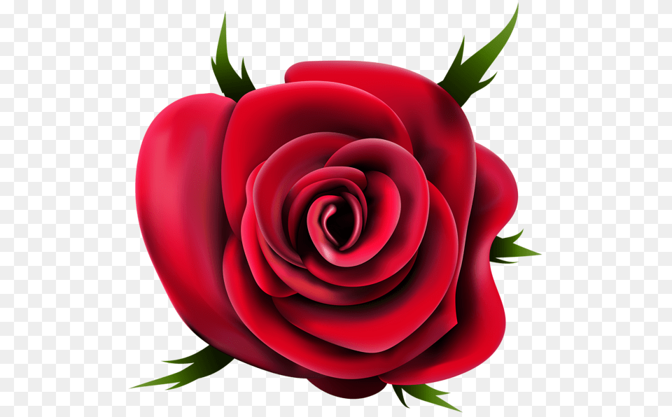 Rose, Flower, Plant Png