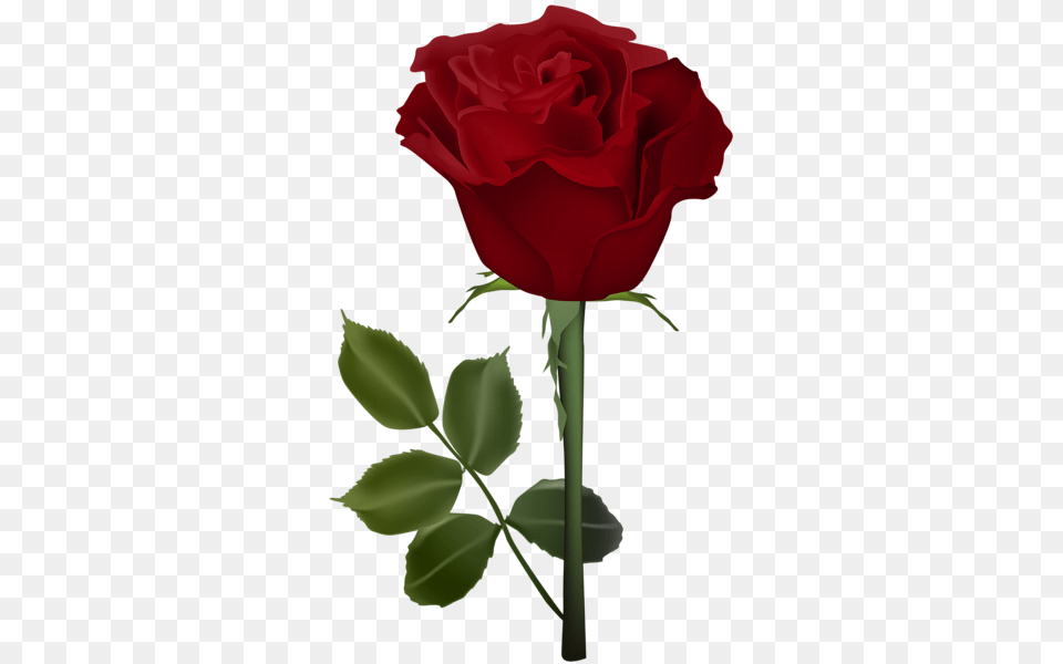 Rose, Flower, Plant Png Image