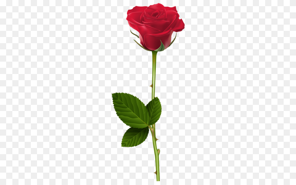 Rose, Flower, Plant Png