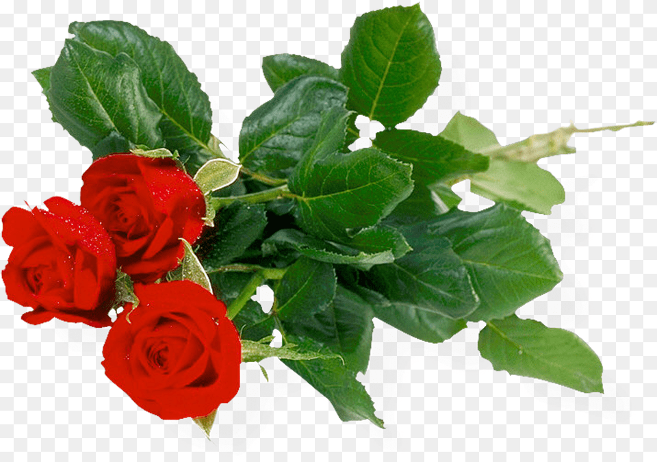 Rose, Flower, Flower Arrangement, Flower Bouquet, Plant Free Png