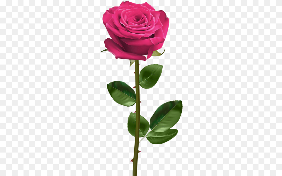 Rose, Flower, Plant Png Image