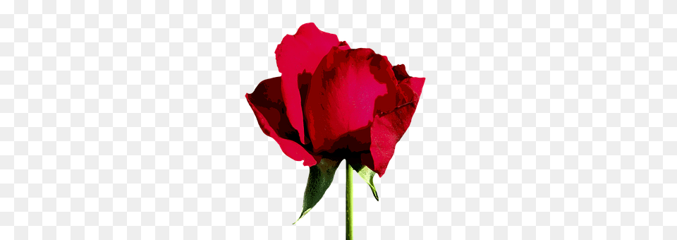 Rose Flower, Plant, Petal Png Image