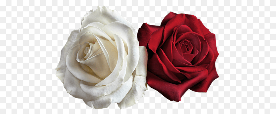 Rose, Flower, Plant, Petal Png Image