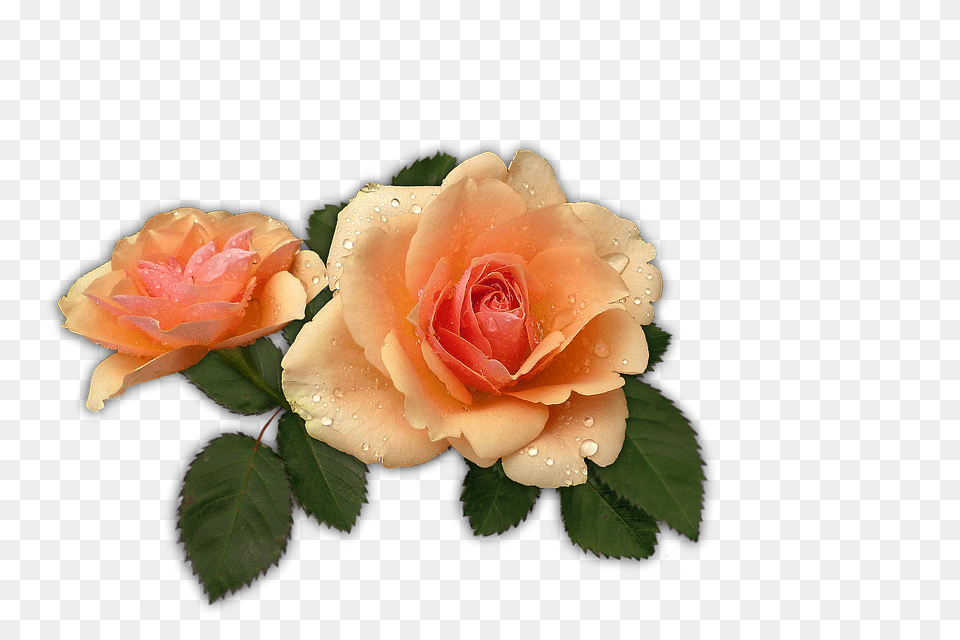 Rose Flower, Plant Free Png Download