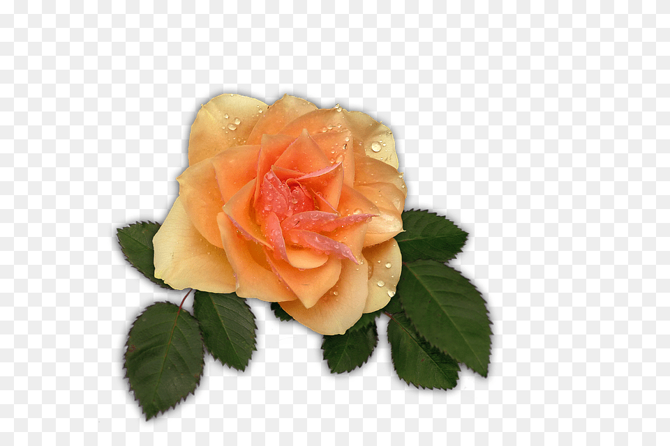 Rose Flower, Plant Free Transparent Png