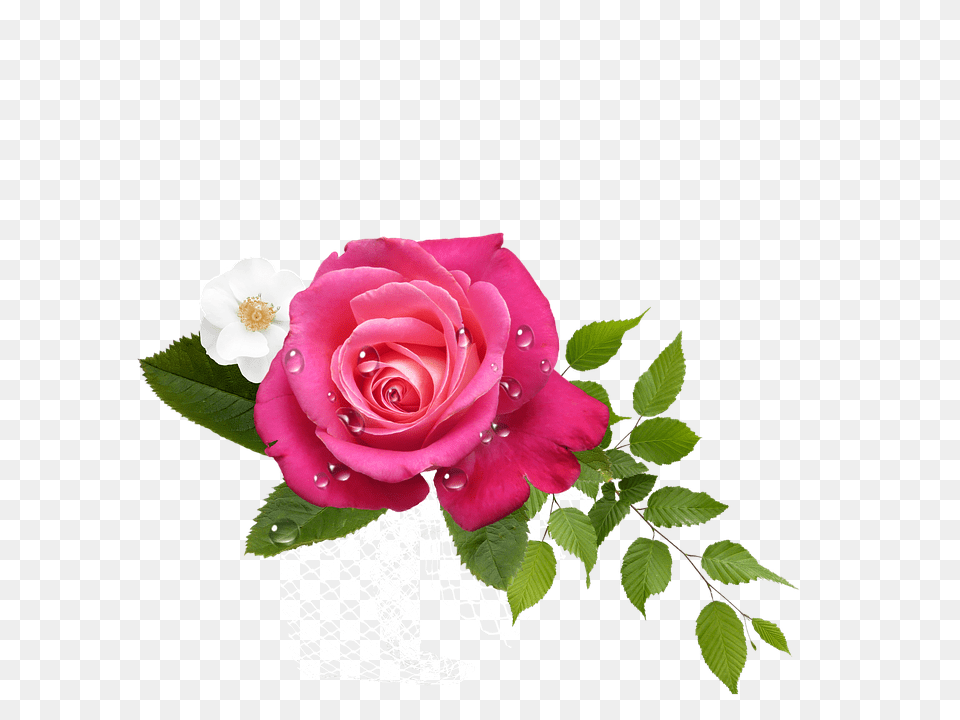Rose Flower, Flower Arrangement, Flower Bouquet, Plant Free Transparent Png