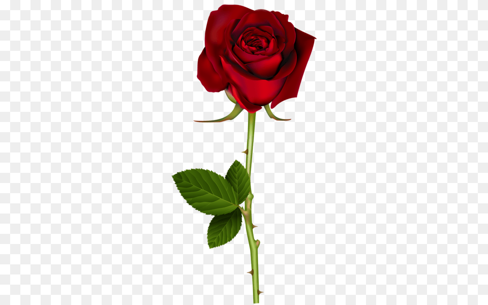 Rose, Flower, Plant Free Transparent Png