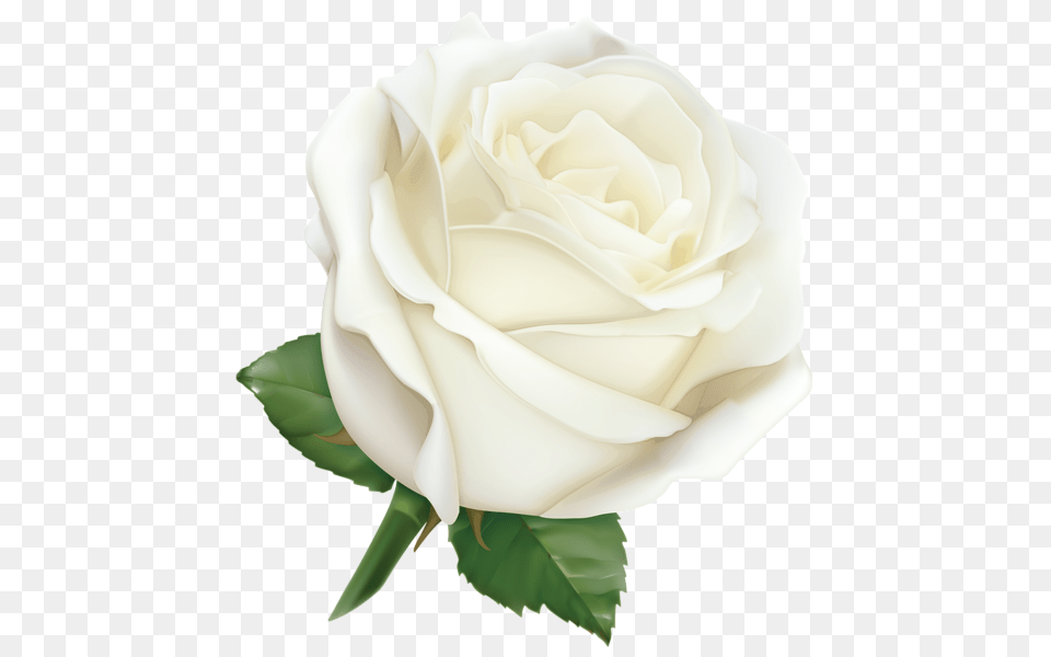 Rose, Flower, Plant Free Png