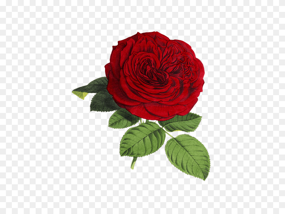 Rose, Flower, Plant Free Png