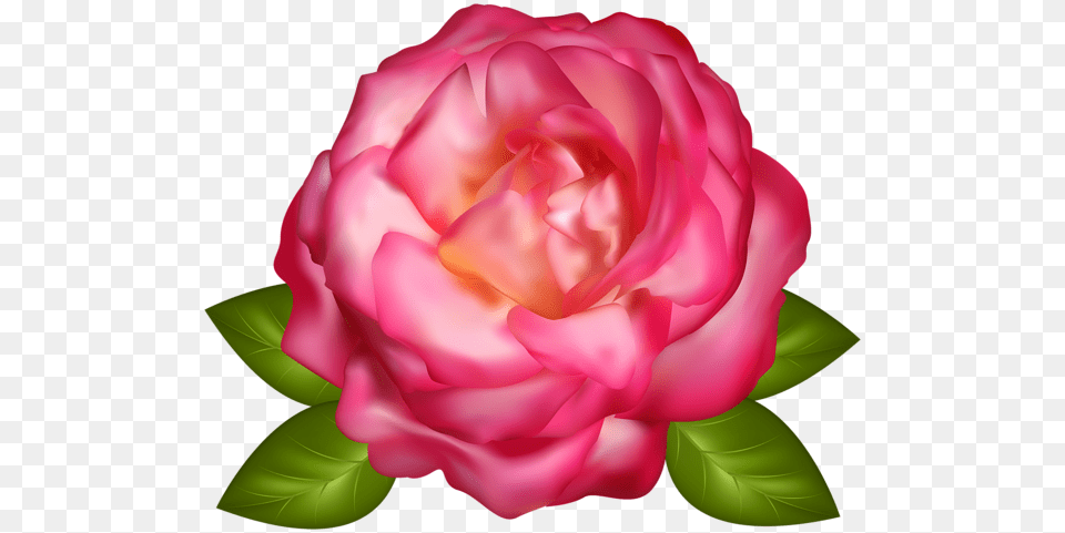Rose, Flower, Petal, Plant, Dahlia Free Transparent Png
