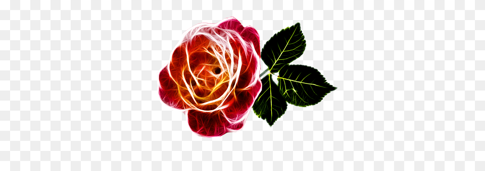 Rose Flower, Plant, Pattern, Art Free Png