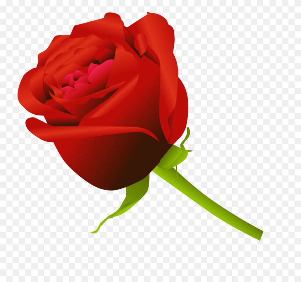 Rose, Flower, Plant Free Png