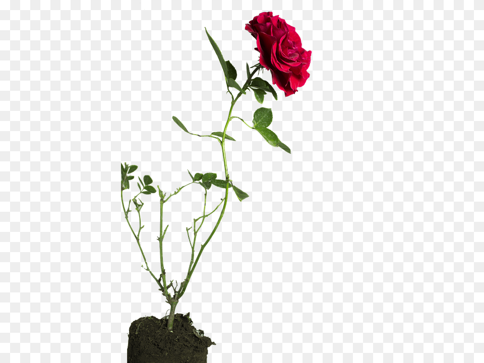 Rose Flower, Flower Arrangement, Plant, Geranium Free Transparent Png