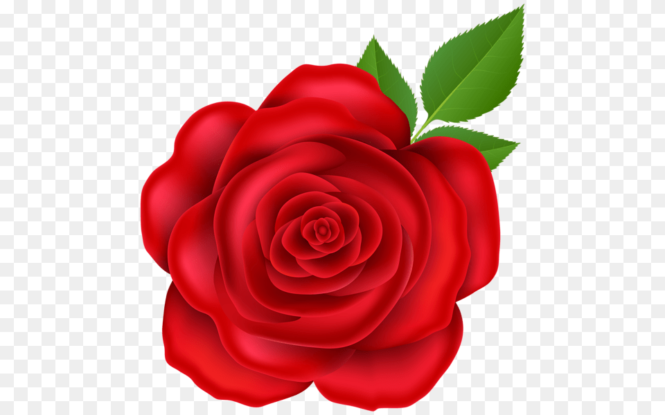 Rose, Flower, Plant, Petal Png Image