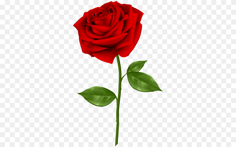 Rose, Flower, Plant Png Image