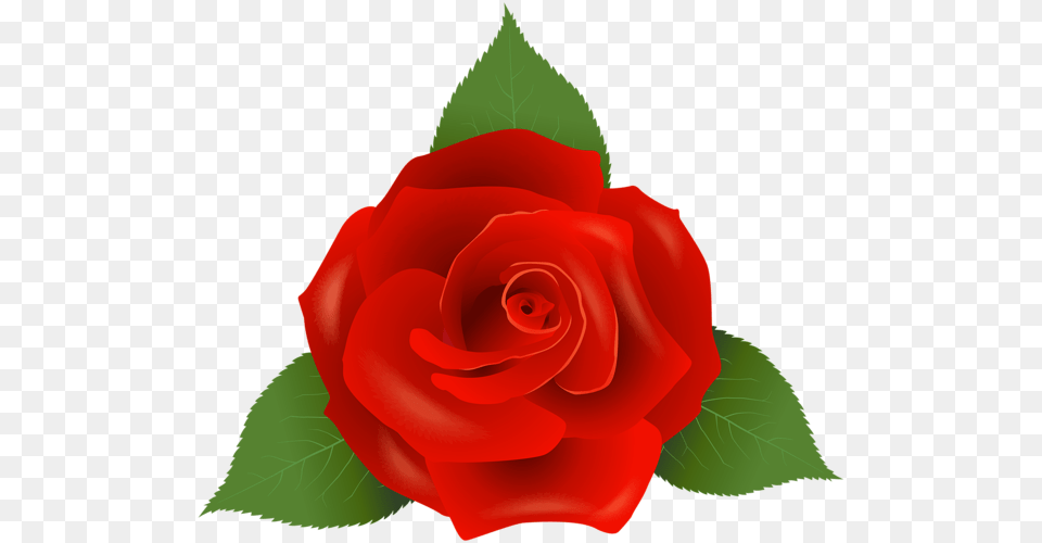 Rose, Flower, Plant, Petal Free Transparent Png