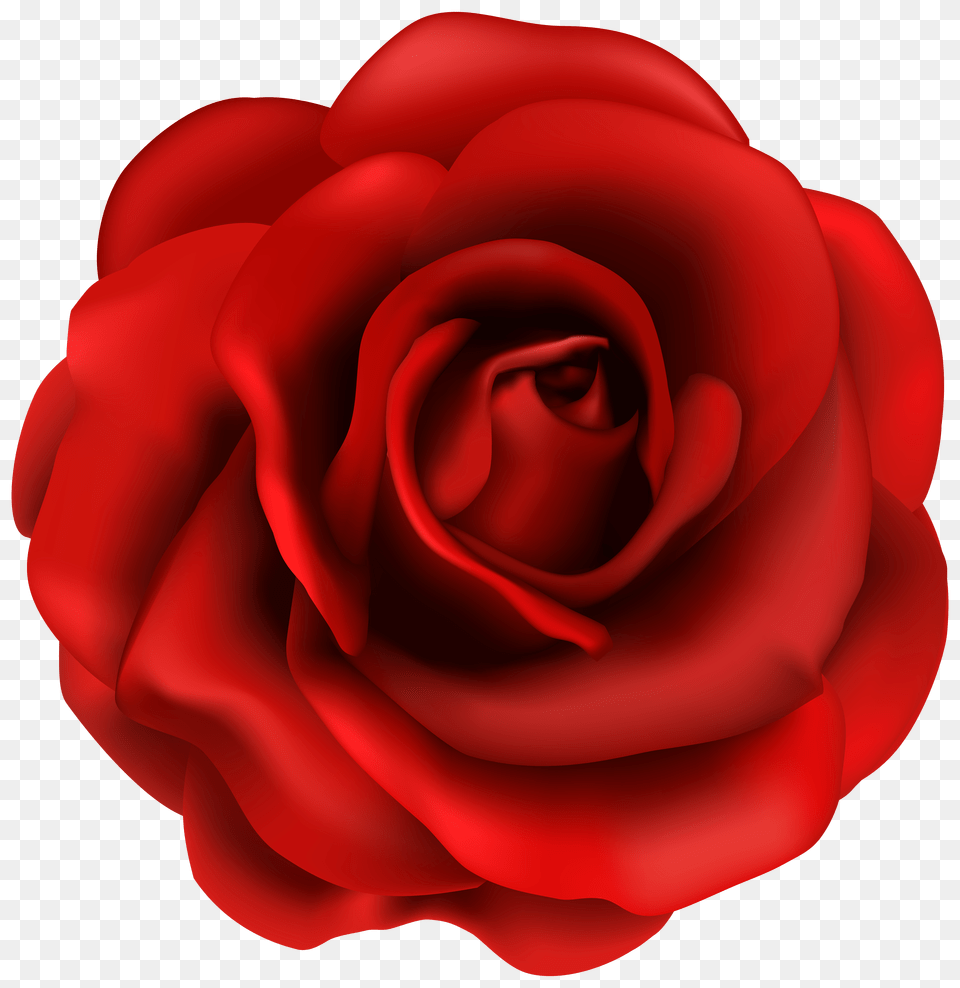 Rose Free Png Download