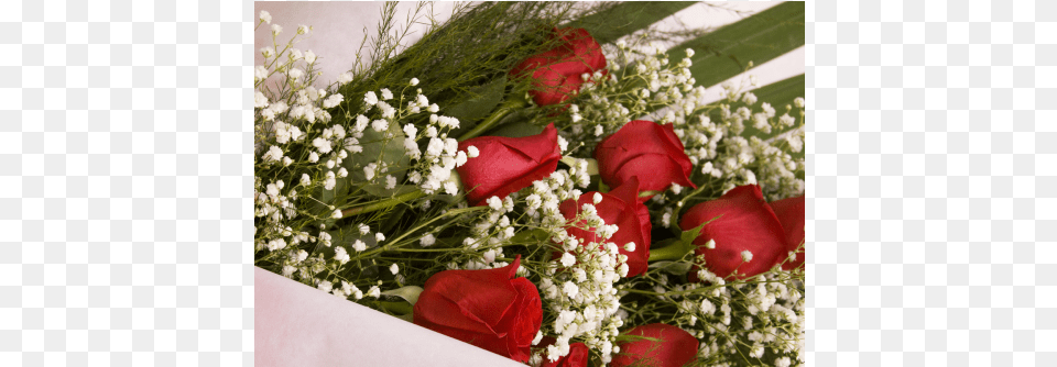 Rose, Flower, Flower Arrangement, Flower Bouquet, Plant Png Image