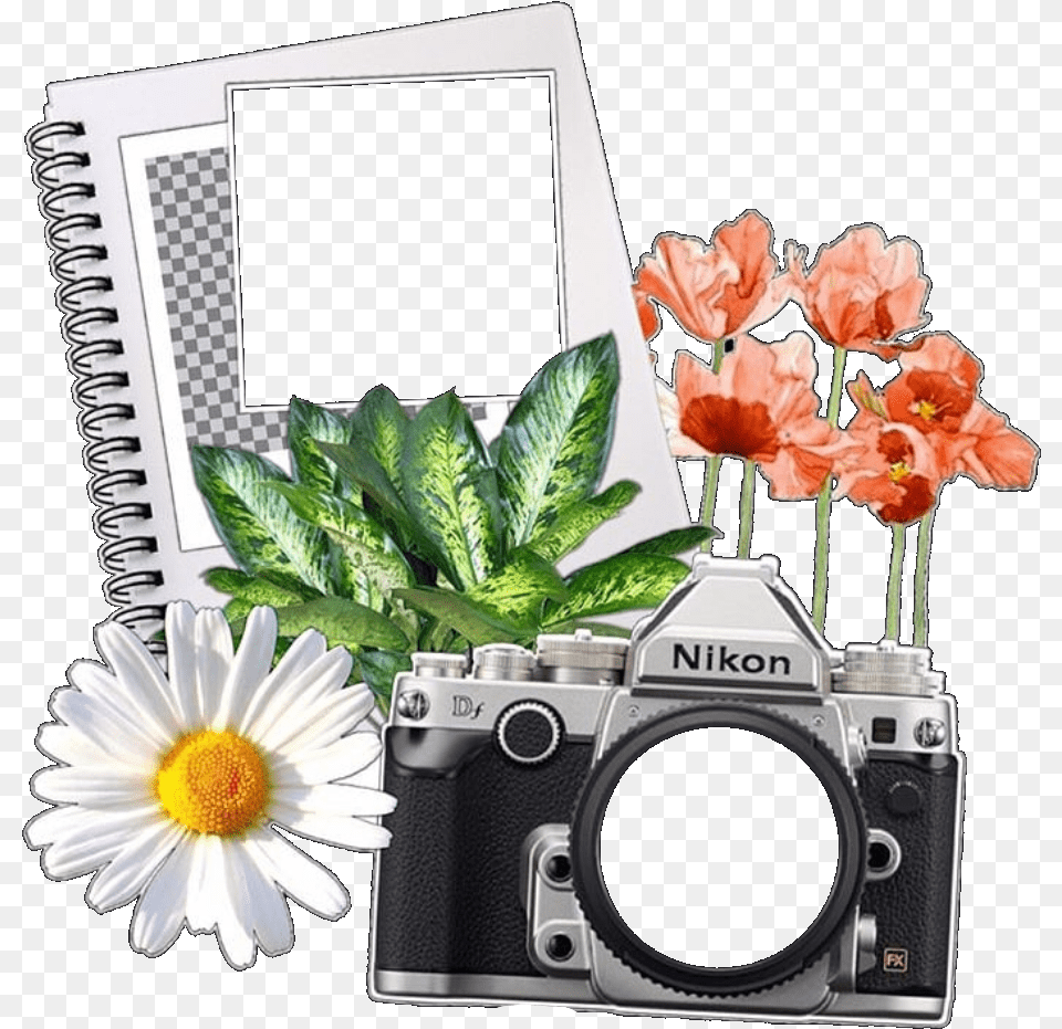 Rose, Plant, Flower, Electronics, Daisy Png
