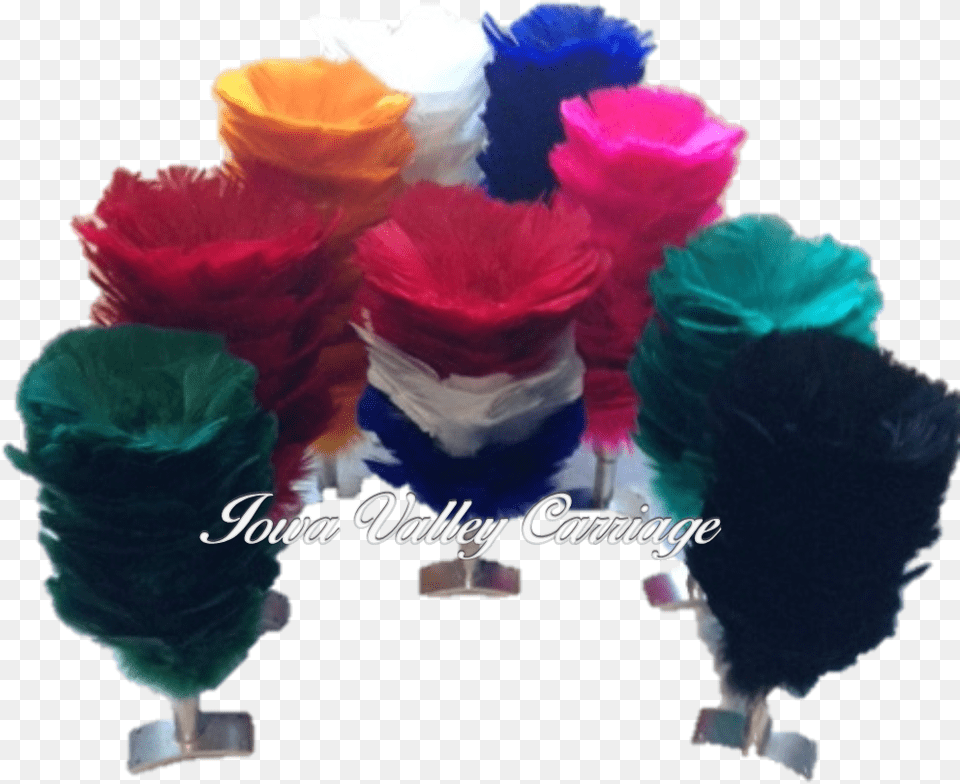 Rose, Clothing, Hat Free Png