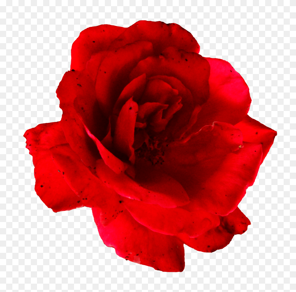 Rose, Flower, Petal, Plant Png