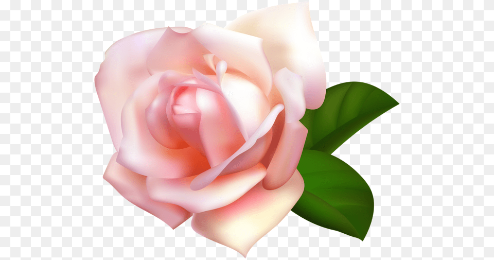 Rose, Flower, Plant, Petal, Baby Free Transparent Png