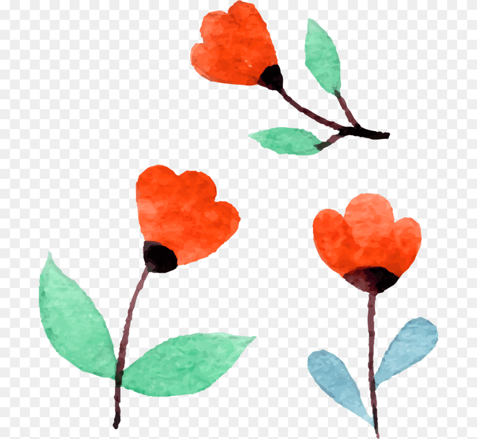 Rose, Flower, Leaf, Petal, Plant Png Image