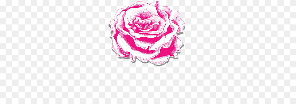 Rose Flower, Petal, Plant Png