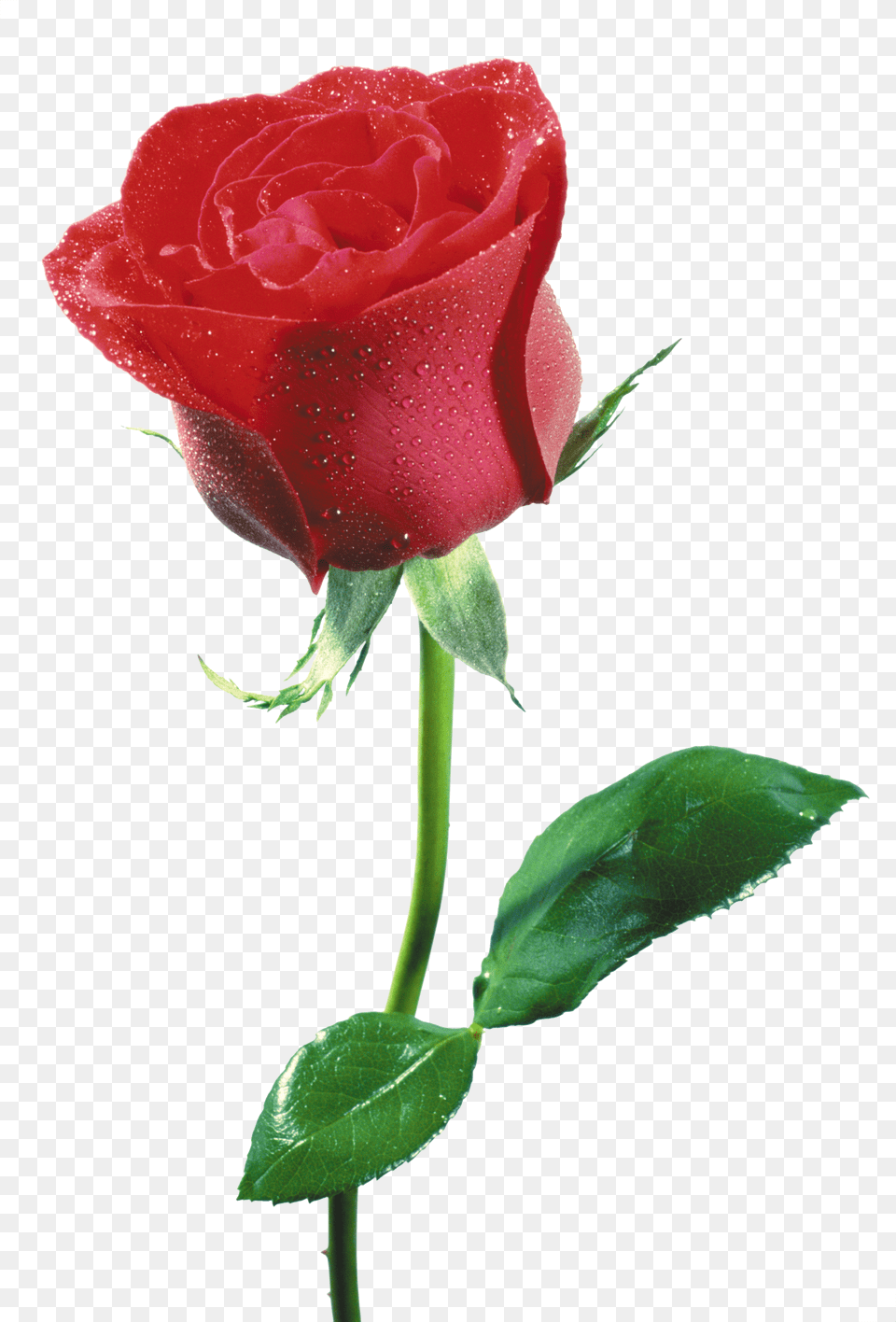 Rose Free Png Download